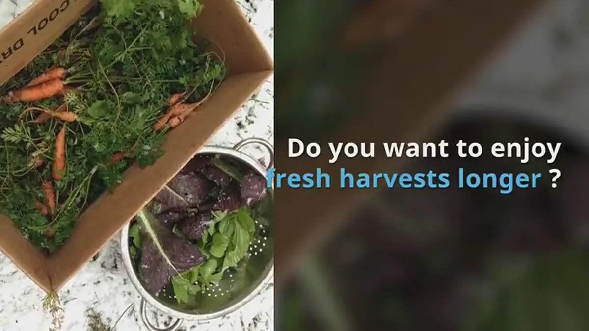 'Video thumbnail for Water Gardening for Beginners'