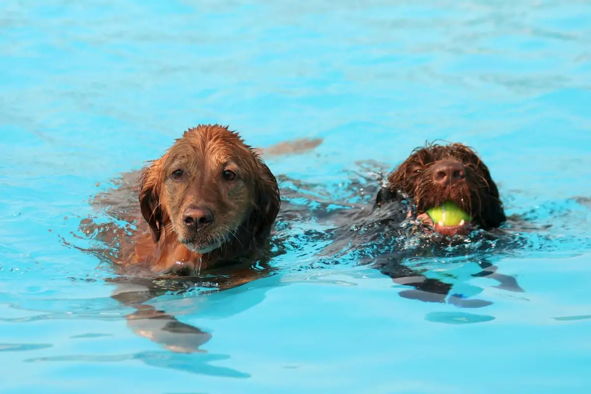 Mans Best Friend and the Pool: Can Dogs Use Swimming Pools