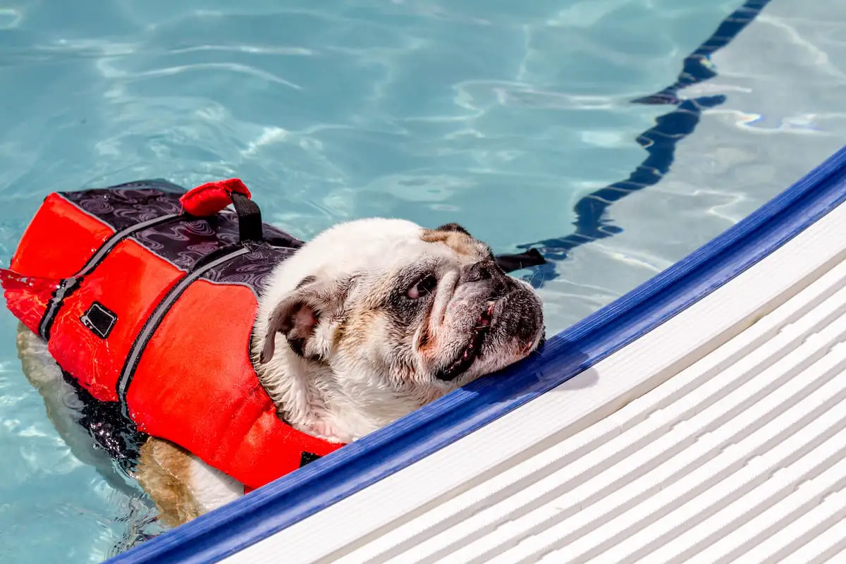 English bulldog in water at local swimming pool wearing canine life jacket